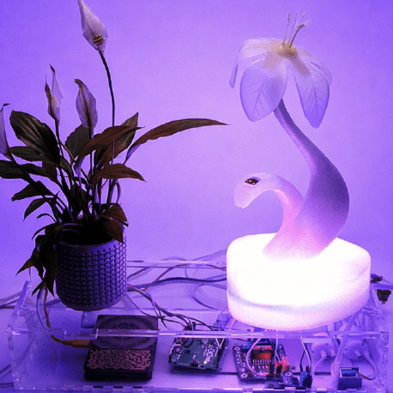 Radical Ecosystem by Carlotta Premazzi